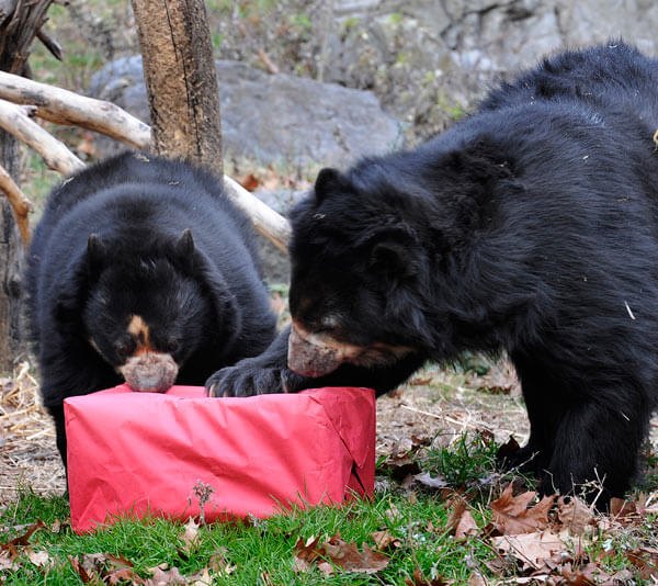 Queens Zoo animals receive their holiday treats