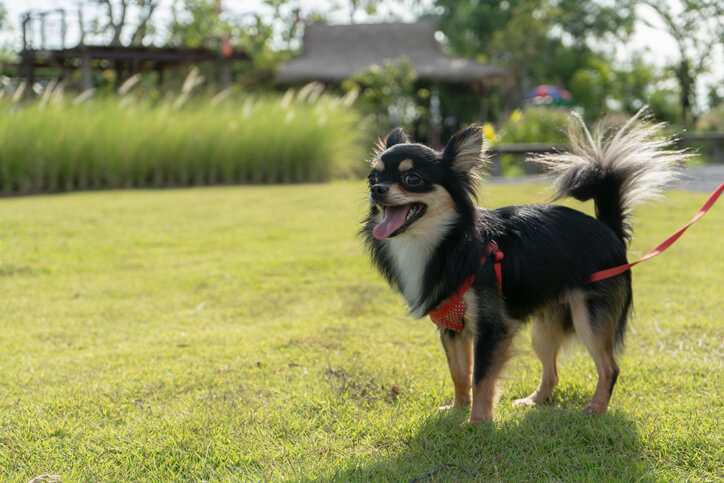 black chihuahua is standing on the lawn and smiling happily.