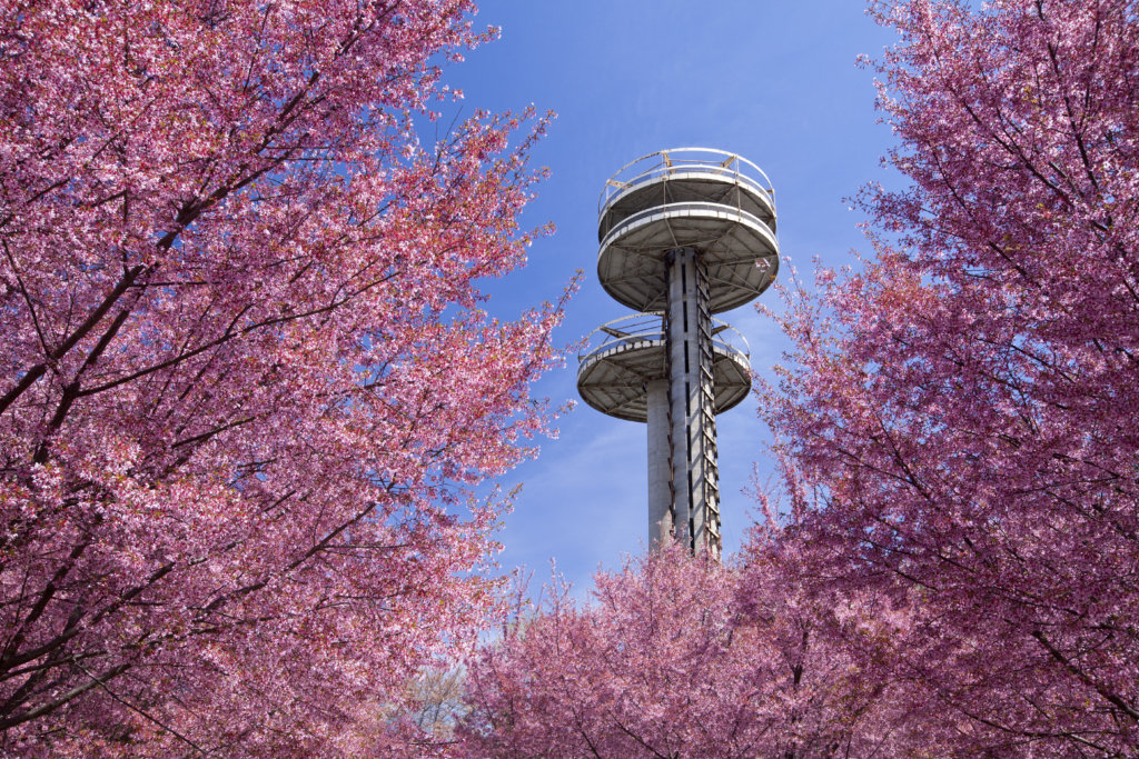 The New York State Pavilion soars above the cherry blossoms at Flushing Meadows Corona Park in this 2014 photo.