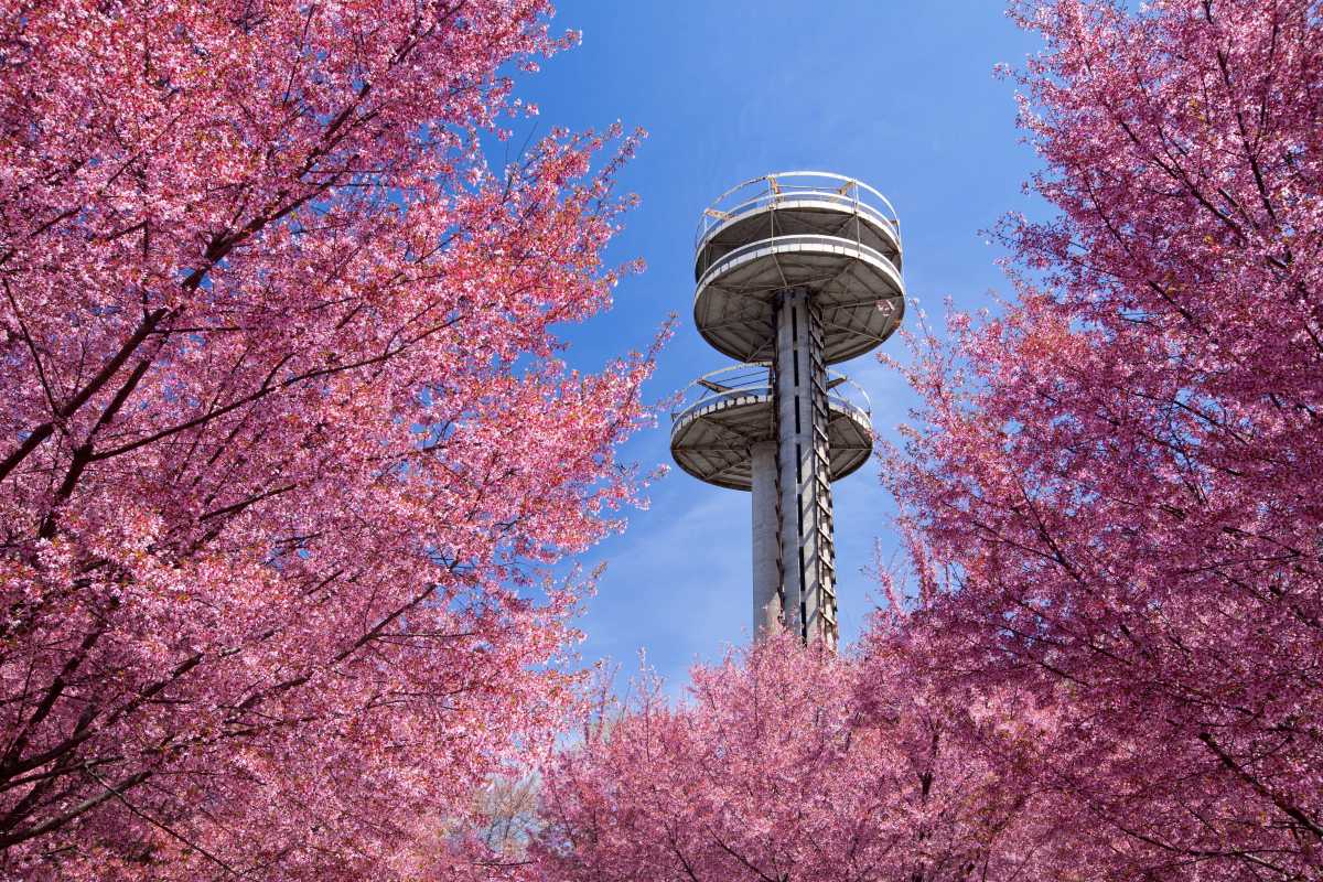 The New York State Pavilion soars above the cherry blossoms at Flushing Meadows Corona Park in this 2014 photo.