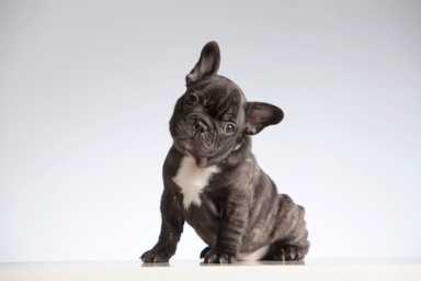 Baby Purebred French Bulldog Looking at the Camera (Head Cocked)