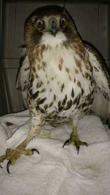 dtg-prospect-park-poisoned-hawk-2019-04-05-bk01_z