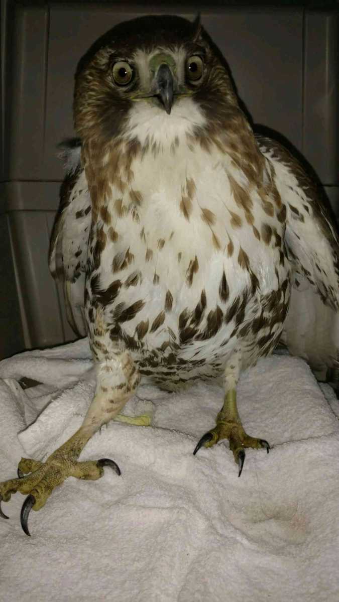 dtg-prospect-park-poisoned-hawk-2019-04-05-bk01_z