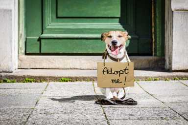 lost  and homeless abandoned dog