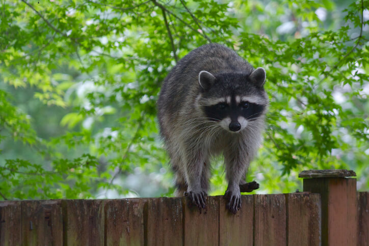 Raccoon Staring Outdoor on a Wooden Fence