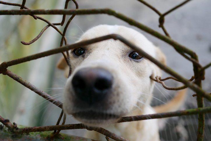 Dog in Charity Shelter