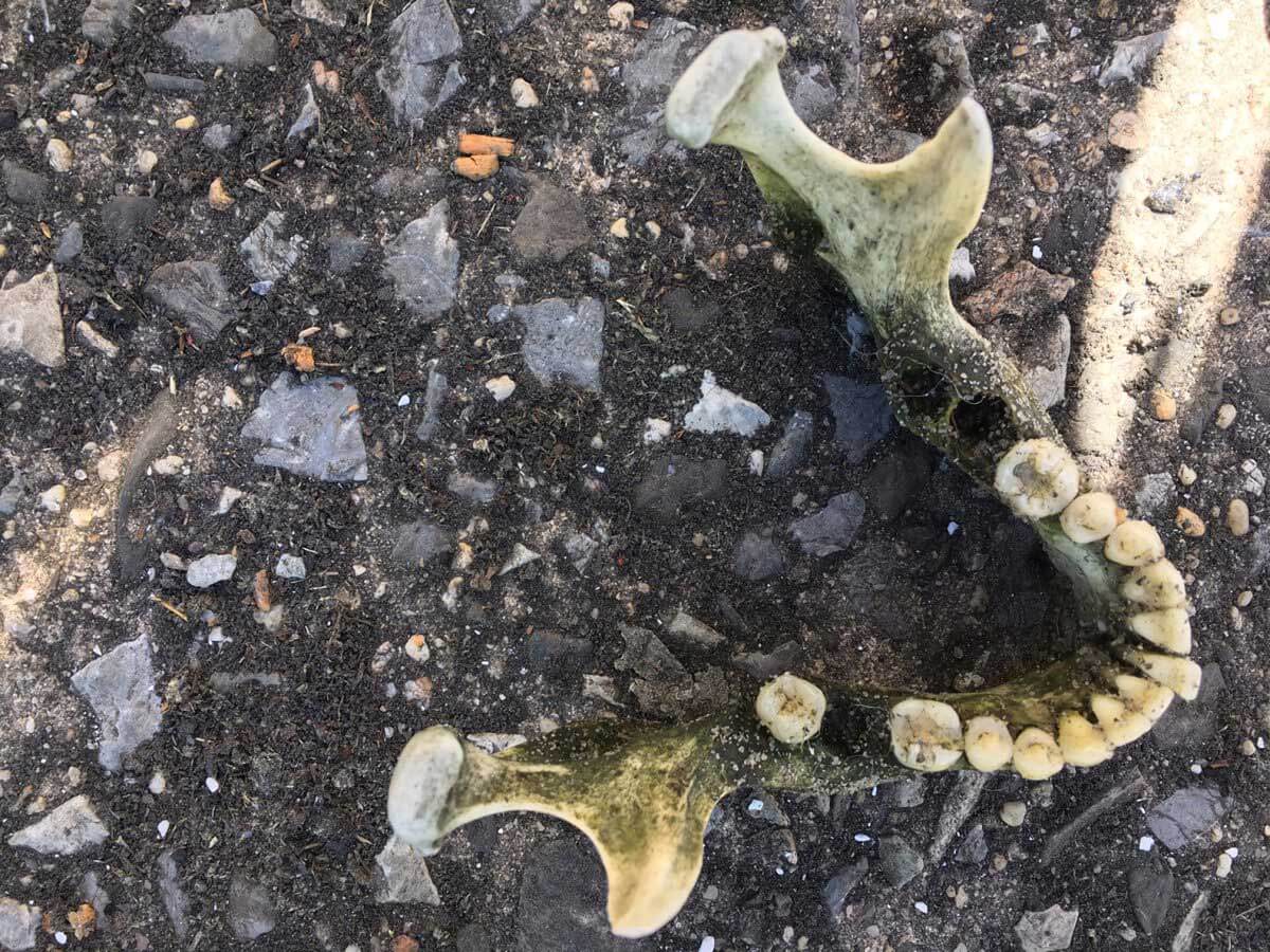 Wounded Nature volunteers discovered a lower jawbone at Mill Basin’s Floyd Bennett Field in May that’s been matched to a body that was found along the shores of Jamaica Bay three years ago.