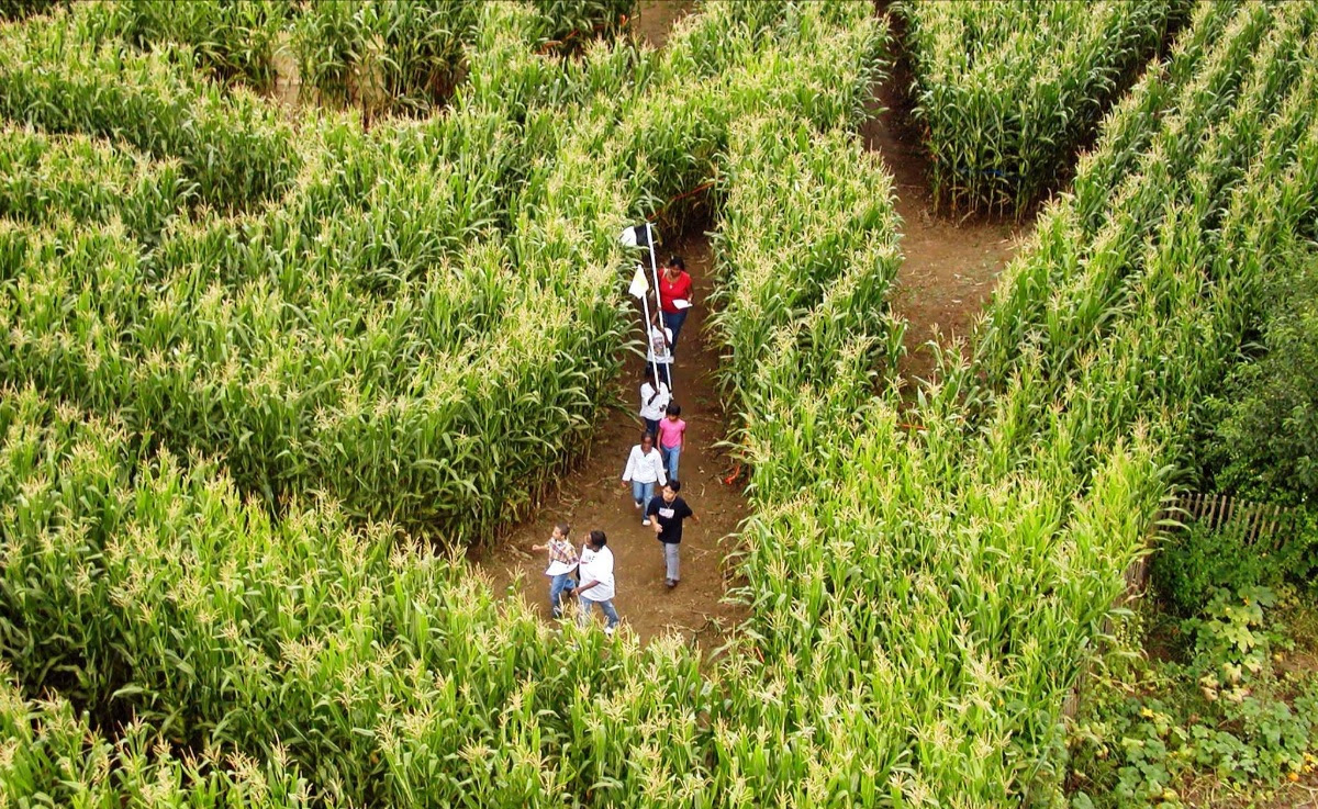 editor’s pick maize maze