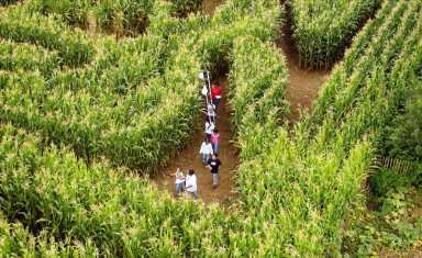 editor’s pick maize maze