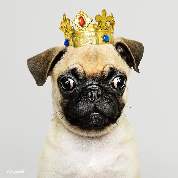 pug