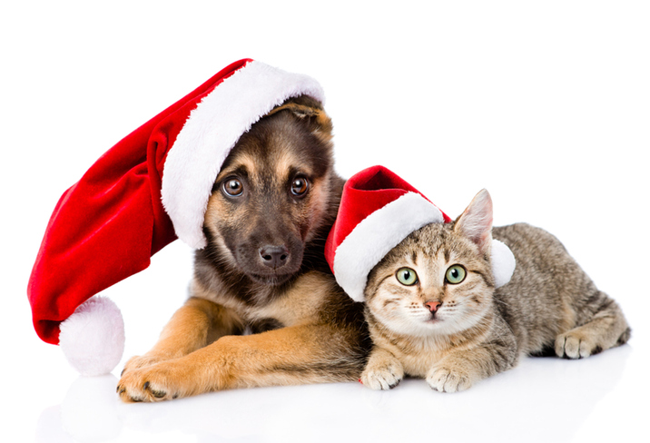 Cat and dog with santa hat on a white background