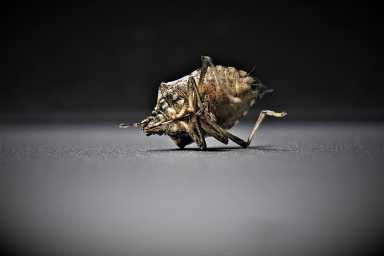 bedbugs-insect-close-up