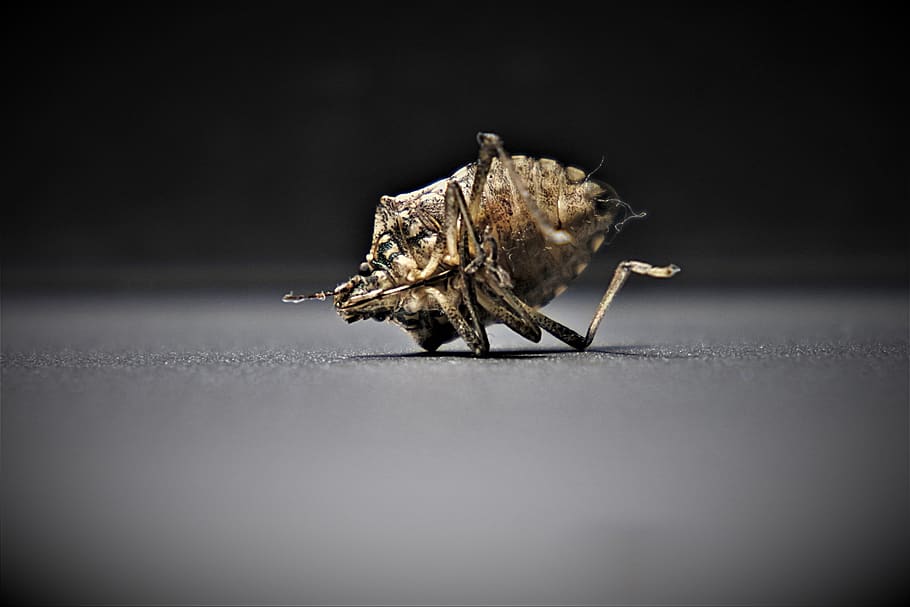 bedbugs-insect-close-up