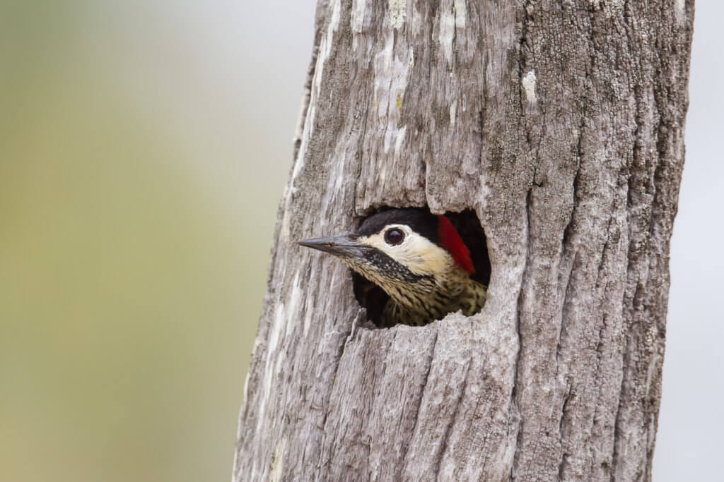 Green barred Woodpecker in nest cavity