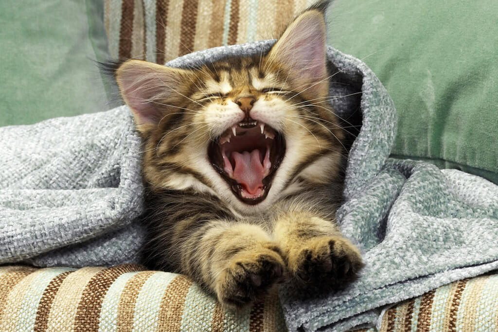 dental-health-kitten-yawning