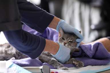 2020-04-08T221307Z_1_LYNXNPEG370Q0_RTROPTP_4_HEALTH-CORONAVIRUS-PETS-1536×1024