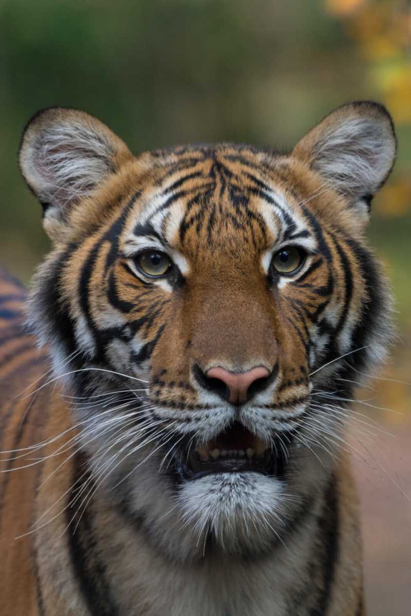 Julie-Larsen-Maher_3561_Malayan-Tiger_TM_BZ_11-09-17_hr-1-1067×1600