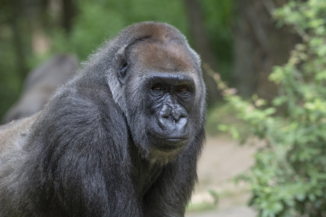 Julie-Larsen-Maher_5607_Western-Lowland-Gorillas_CON_BZ_06-25-20