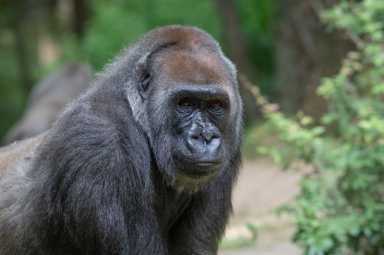 Julie-Larsen-Maher_5607_Western-Lowland-Gorillas_CON_BZ_06-25-20