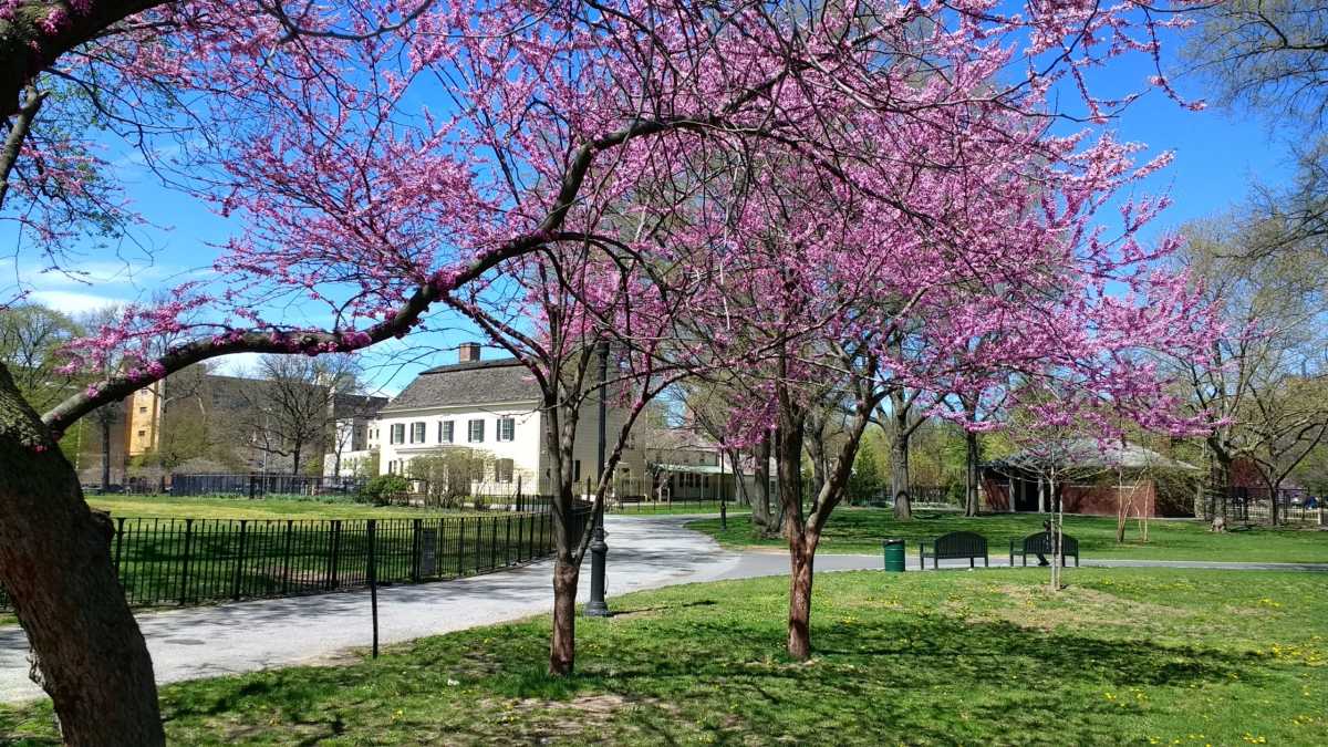 House and Park