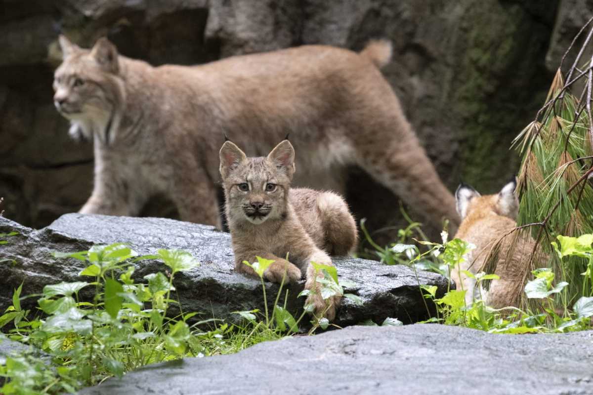 Julie-Larsen-Maher_4658_Canada-Lynx-and-Kittens_QZ_09-02-20-1536×1024