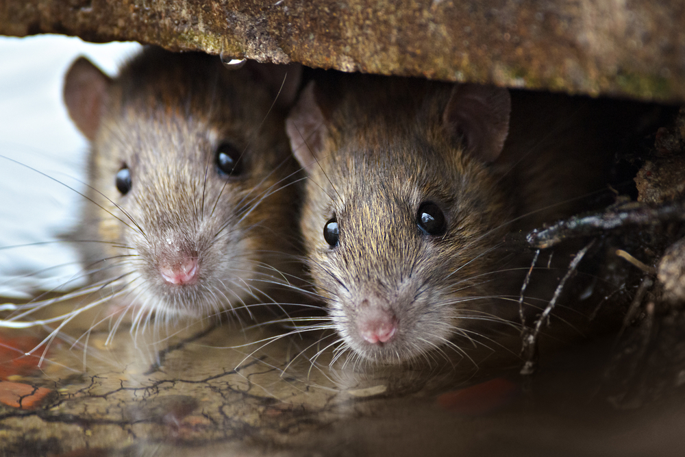 Residents of Flushing affordable housing say they’re plagued by rats