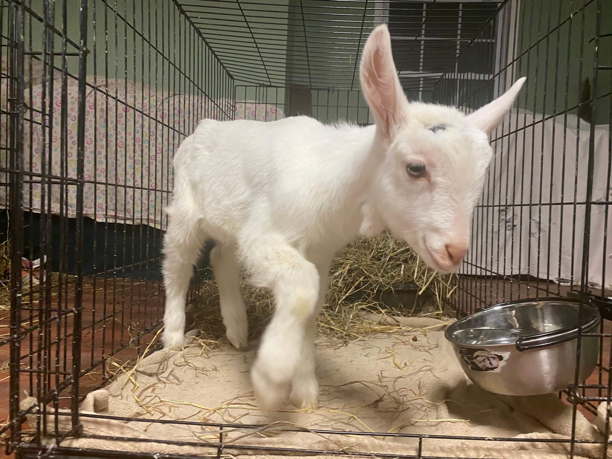 Good Samaritan brings goat found on side of Queens highway to police ...