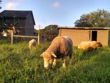 QCFM_sheep