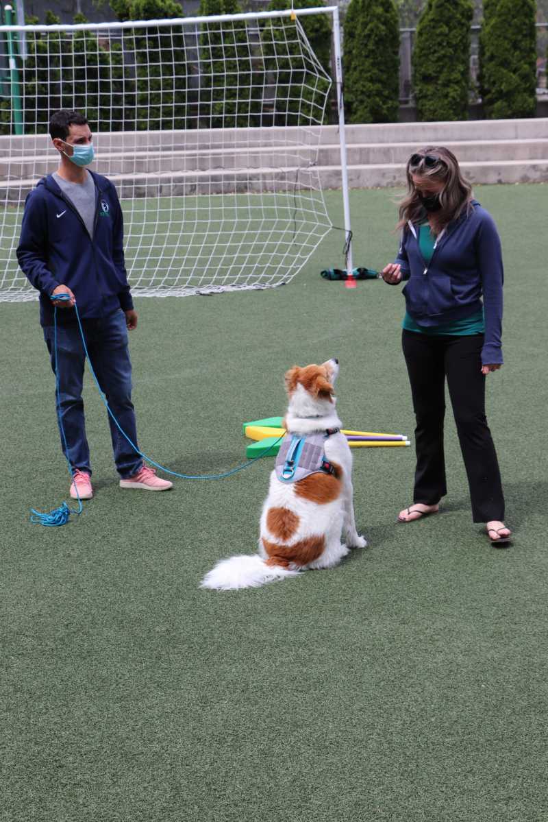 NYCDogProgram