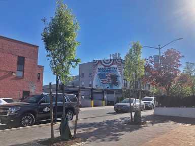 maspeth trees 1