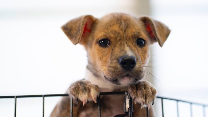 Puppy Mill Pipeline Bill to end dog, cat sales in New York pet stores