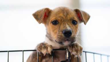puppy