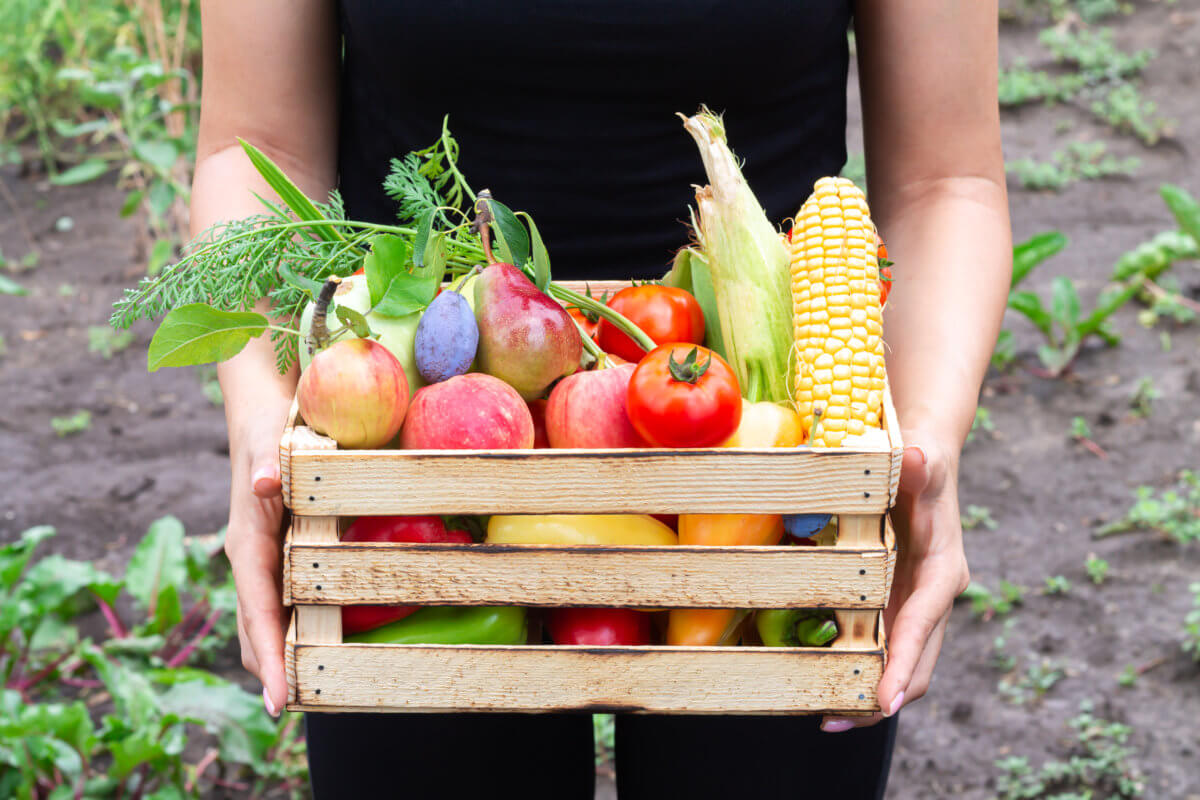 Person holding wooden crate box of bio vegetables and fruit from organic garden