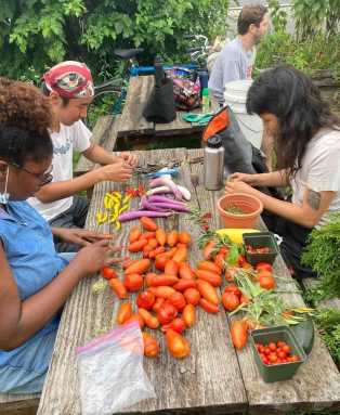 tomatoes