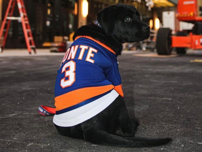 WNBC New York - New York Mets Future Service Pup in Training Named