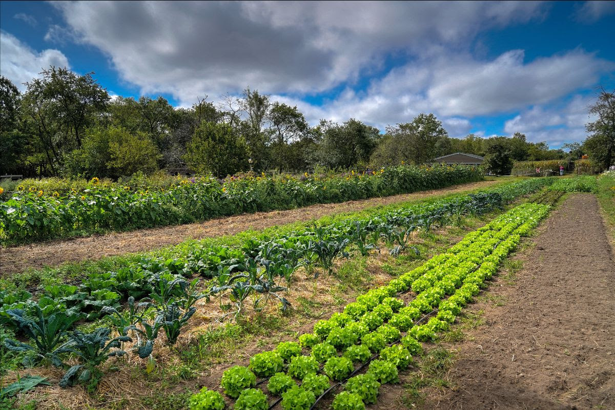 QueensFarm2