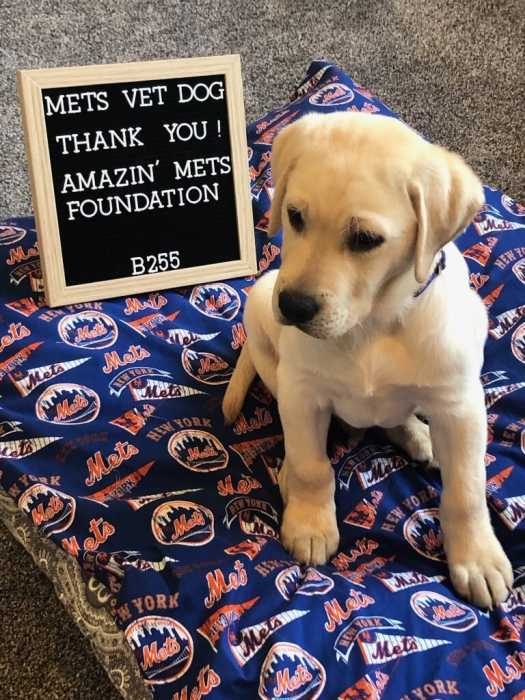 Mets dog
