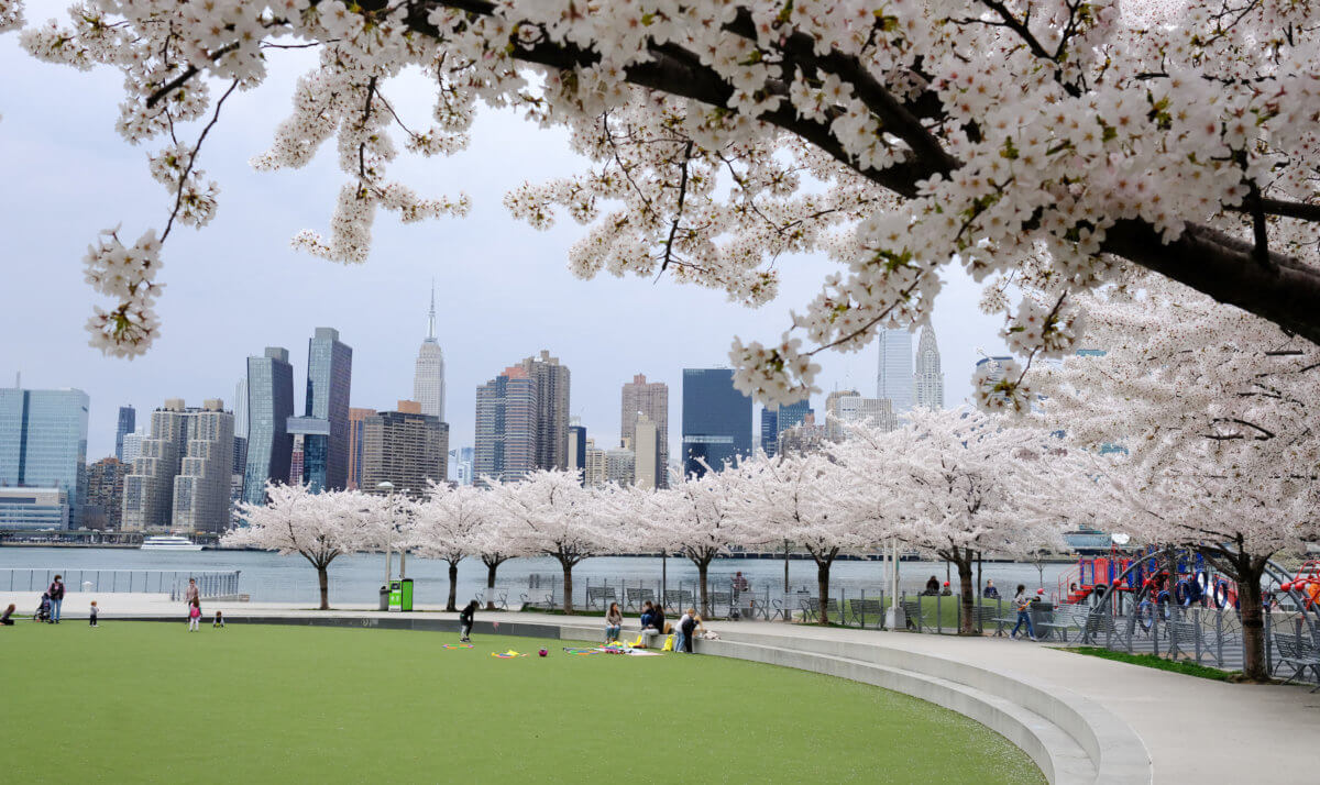 Long Island City cherry blossoms