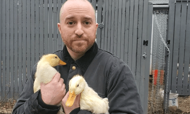 ducklings