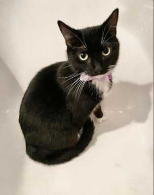 MeowSquad NYC