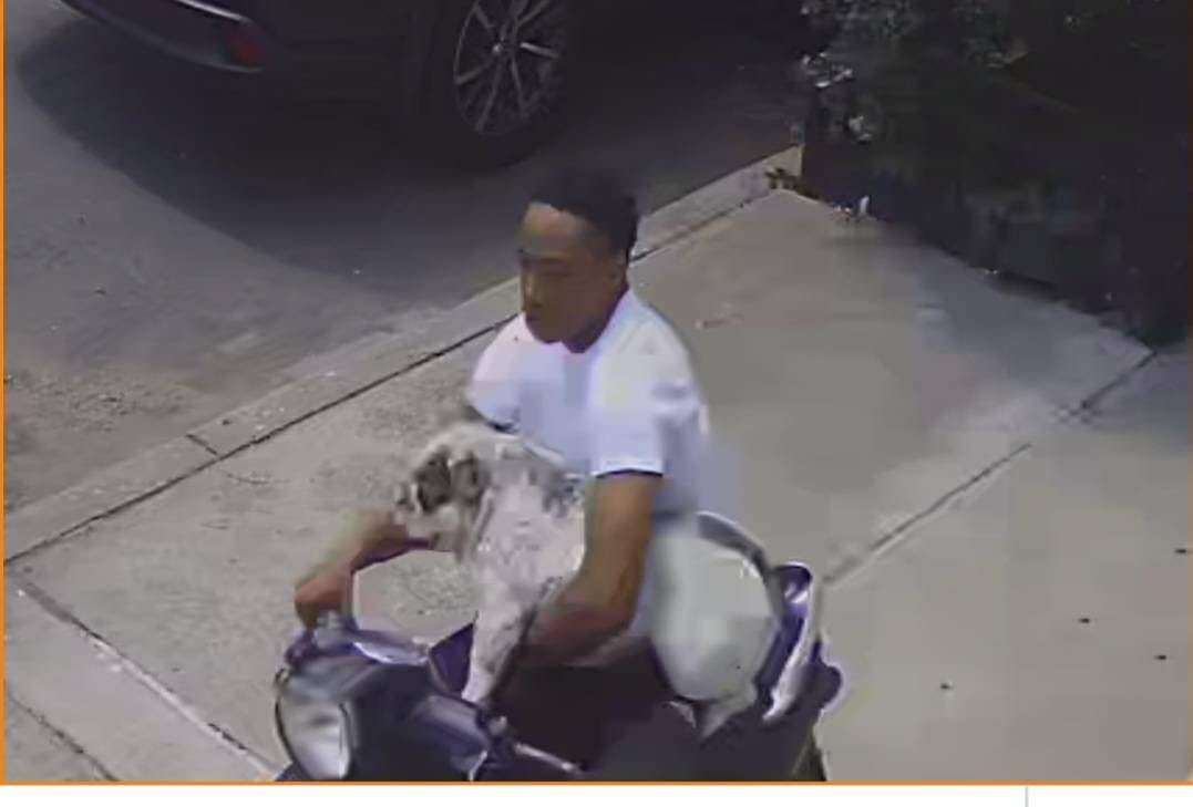 Ozone Park stolen dog