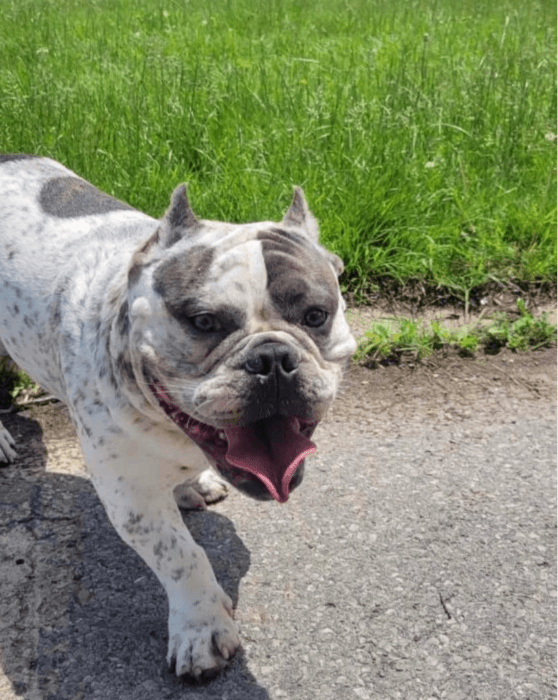 Ozone Park stolen dog