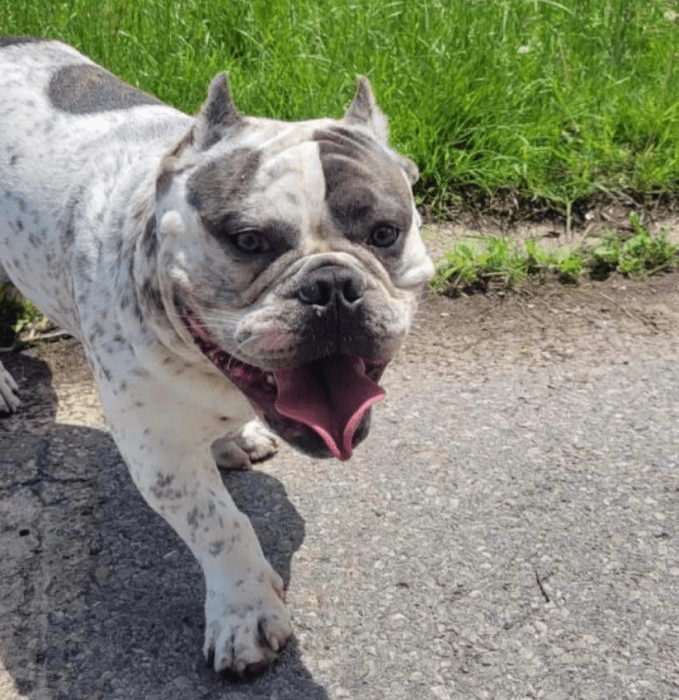 Ozone Park stolen dog