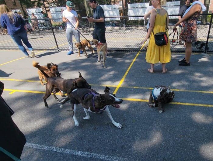 Jackson Heights dog run at Travers Park