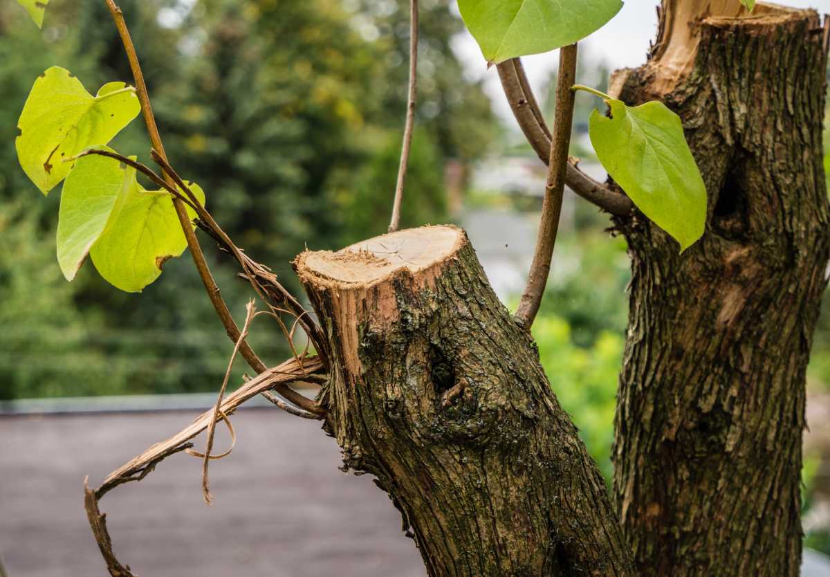 tree sapling slashed in Ridgewood