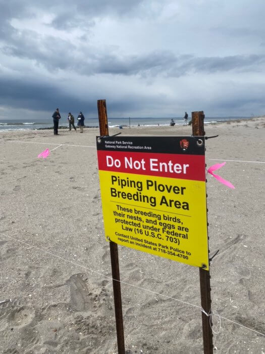 NYC Plover Project protects birds in the Rockaways