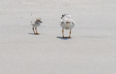 NYC Plover Project protects birds in the Rockaways
