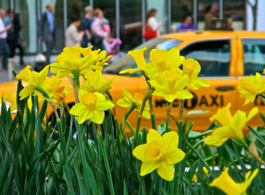 Daffodil Project