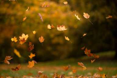 fall