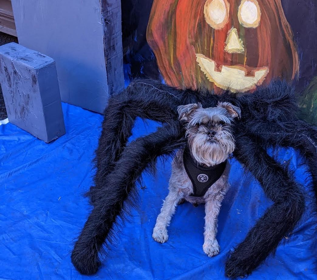Lyndsay Faye Photos of TAS Dog Parade 2022 spider 2